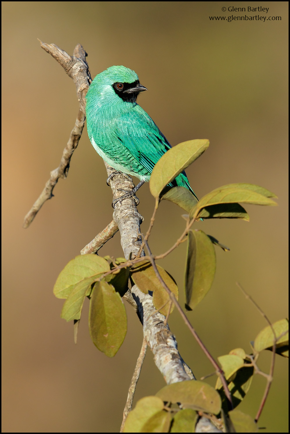 Swallow Tanager - 03.jpg